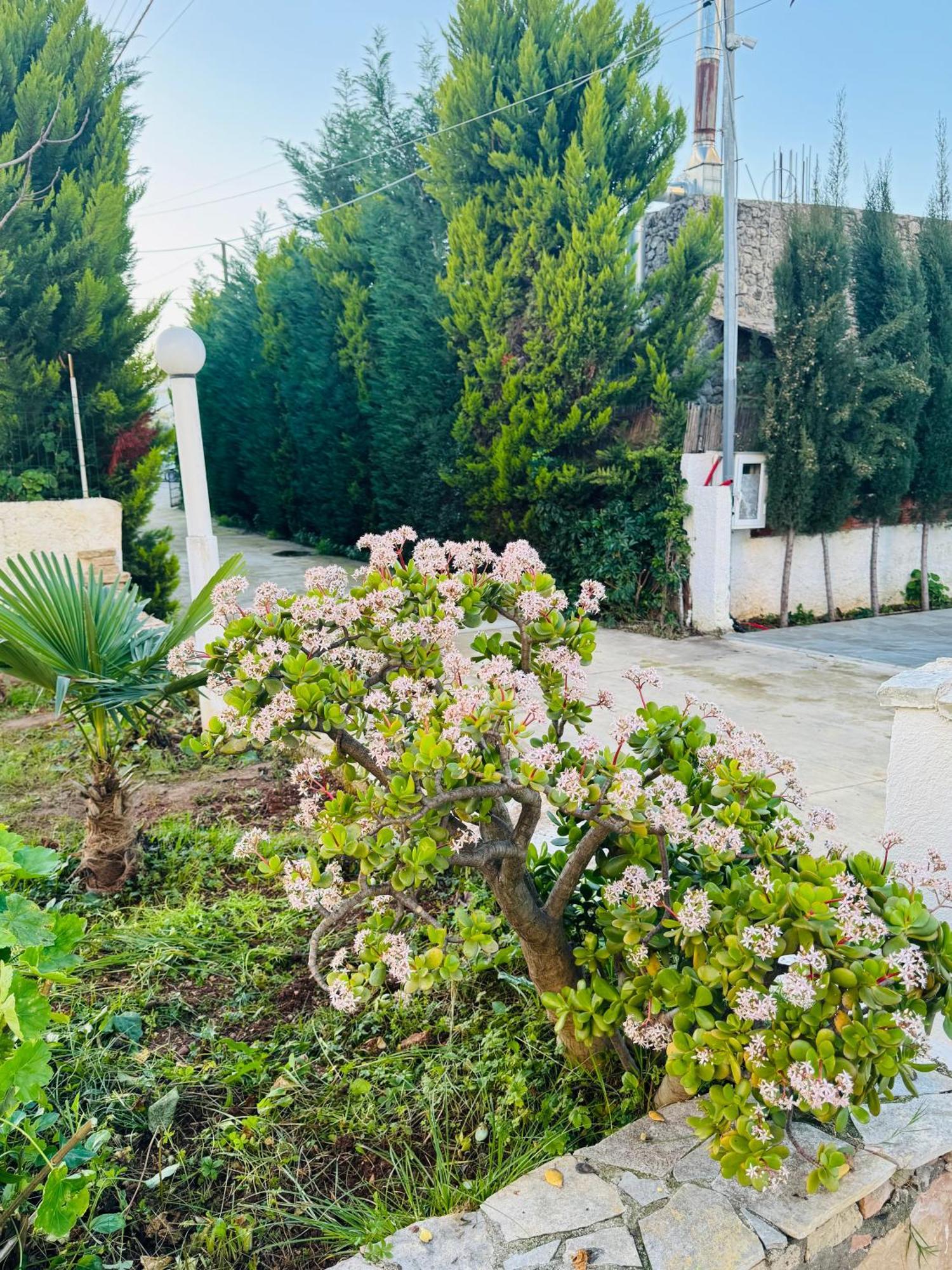 Central Garden Residence Sofia - Free Parking 卡萨米尔 外观 照片